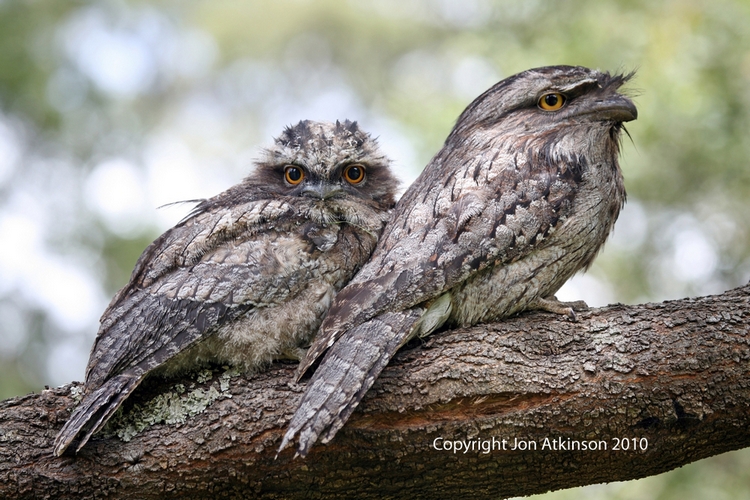 Tawny Frogmouth Tawny Frogmouth